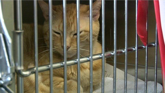 A cat in a veterinary surgery