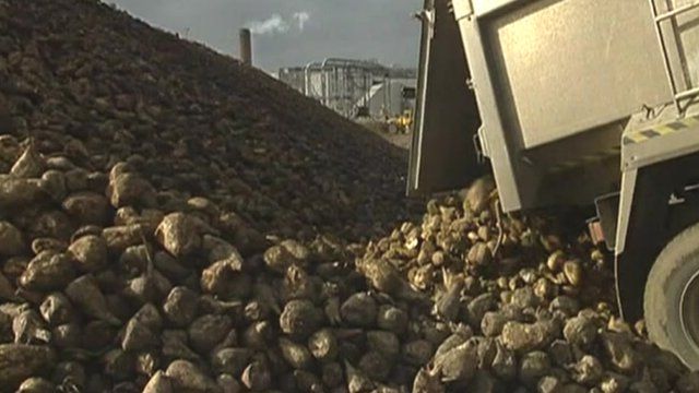 Unloading beet