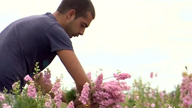 Flowers picked