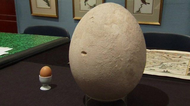 Rare Egg Of Extinct Elephant Bird To Sell At Auction - BBC News