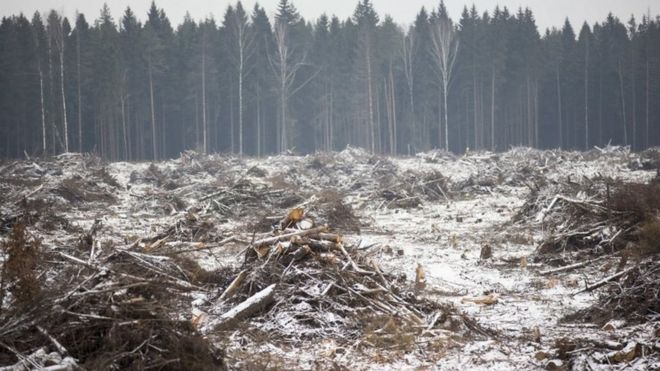 Trees are cut along a construction site in Moscow region, Russia. Photo: November 2015