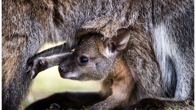 A baby kangaroo keeps a close eye on its mother