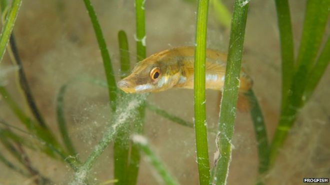 Seagrass is found in shallow water around the coast of the UK