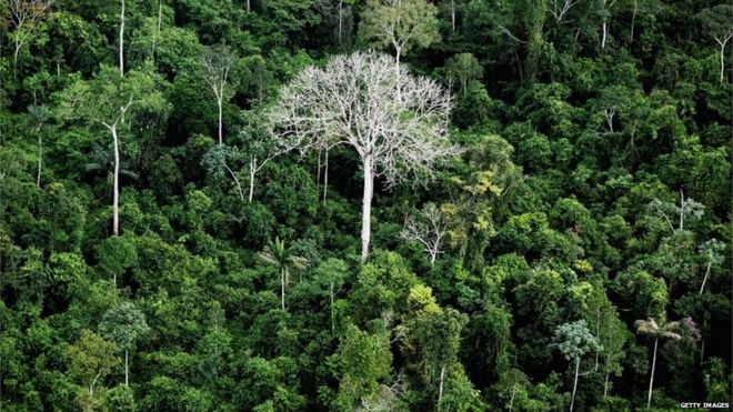 Tree-tops in the Amazon basin in Brazil