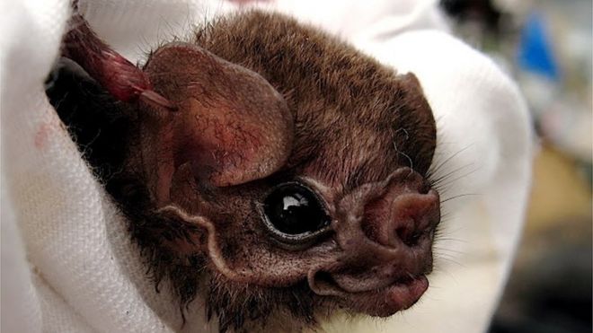 Morcego-vampiro-de-pernas-peludas