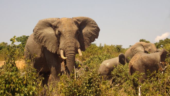 Elephants at Mwaluganje Elephant Sanctuary