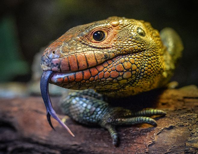 Caiman σαύρα