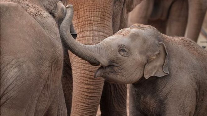 The two-year-old elephant had contracted an illness called elephant endotheliotropic herpesvirus, which affects wild and captive elephants