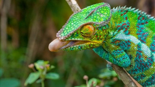 The chameleon feeds by snapping out its long tongue
