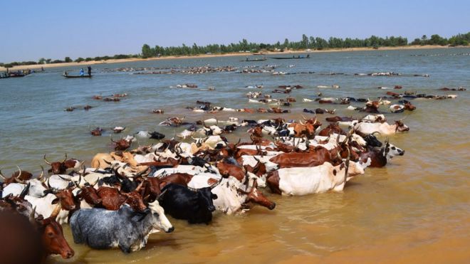 A herd of cattle crossing the Niger river