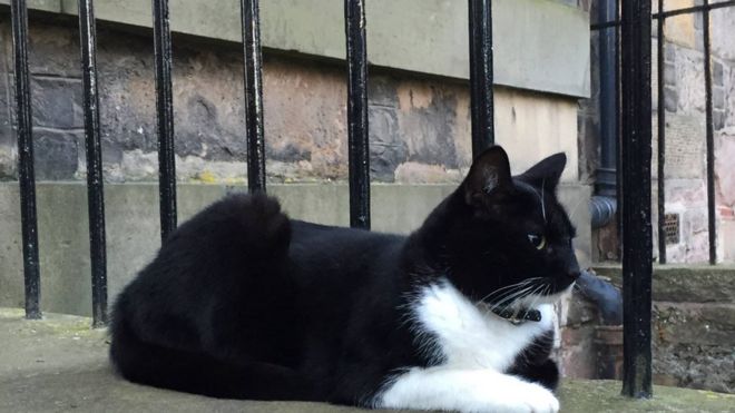 Help Find Edinburgh University’s Library Cat