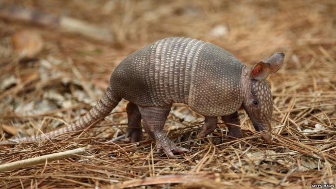 An armadillo is seen around the golf course in Ponte Vedra Beach, Florida (May 2010)