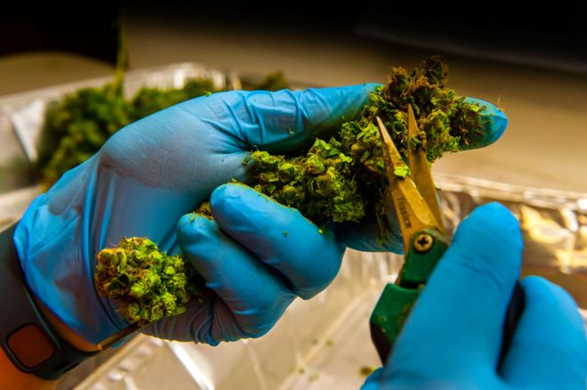 Flower being cut from a plant in the trim room. Medicine Man Denver (pot dispensary), Denver Colorado