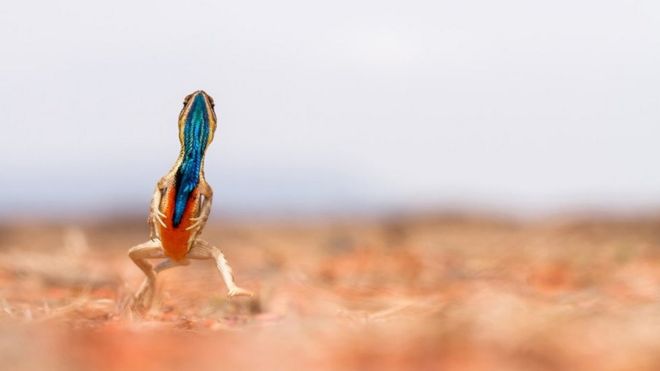 விசிறிவகை பச்சோந்தி