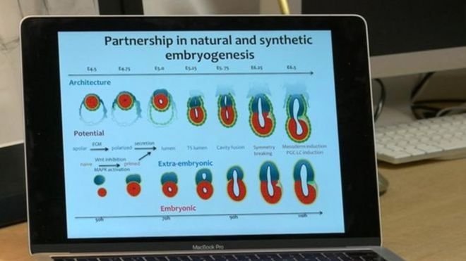 باحثون بريطانيون ينجحون في تخليق "أجنة اصطناعية" من الفئران باستخدام خلايا جذعية