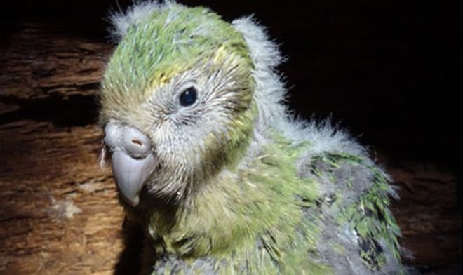 http://ichef.bbci.co.uk/news/660/cpsprodpb/17E6C/production/_90400979_kakapo-chick-390.jpg