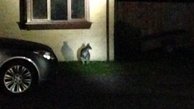 A wallaby in Dursley height=307