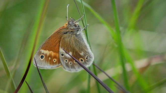 Rare bog butterfly flutters back from brink