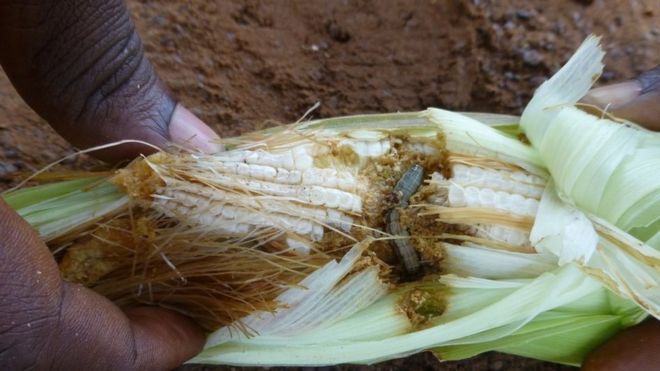 The army worm burrows into cobs