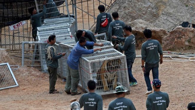 Thai wildlife officials use a tunnel of cages to capture a tiger and remove it from an enclosure at the Wat Pha Luang Ta Bua Tiger Temple in Kanchanaburi province