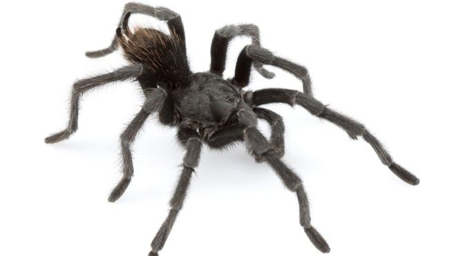 Black tarantula