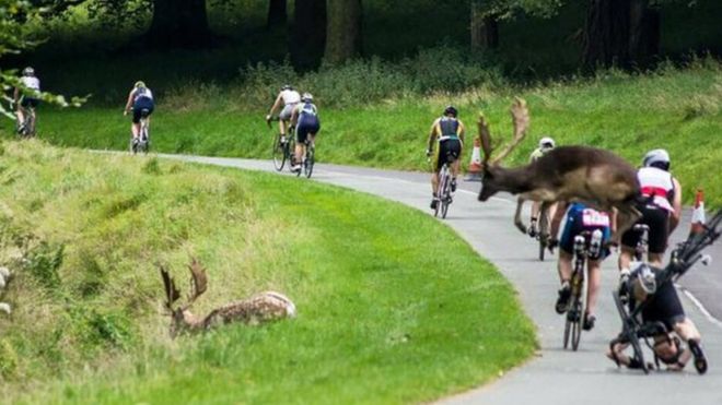 The stag collided with competitor Shane O'Reilly as he cycled in Phoenix Park in Dublin