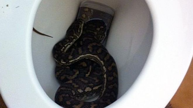 Snake in toilet