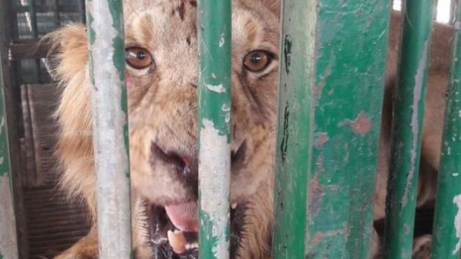 trapped lion in Gujarat