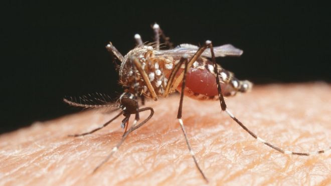 The Aedes aegypti mosquito which transmits Zika virus