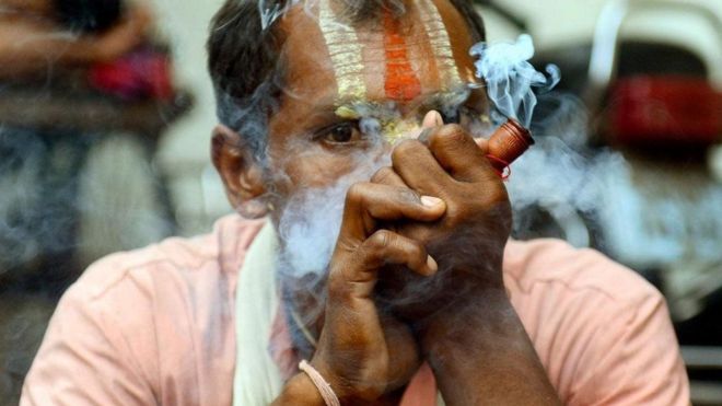 الهند تغض الطرف عن بيع نبتة القنب "المقدسة"