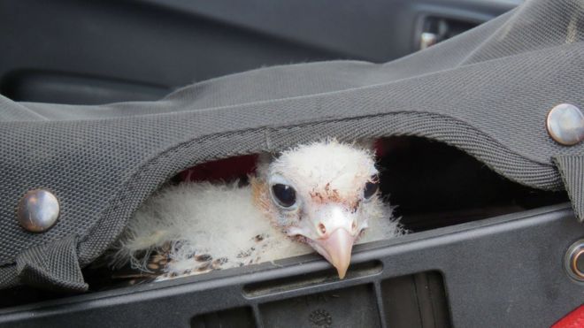 Filhote de falcão peregrino