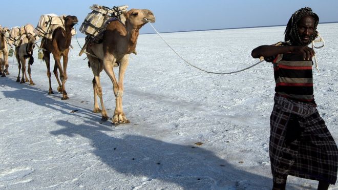 ஞாயிற்றுக்கிழமையன்று தனாகில் பள்ளத்தாக்கிலுள்ள உப்பளத்தில் கையால் எடுக்கப்பட்ட உப்பை சுமந்து செல்லும் எத்தியோப்பிய ஒட்டகங்கள். பூமியிலுள்ள மிகவும் வெப்பமான மற்றும் மிகவும் விருந்தோம்பலற்ற இடங்களில் ஒன்றில் நடைபெறும் பழைய வர்த்தகம் இதுவாகும். An