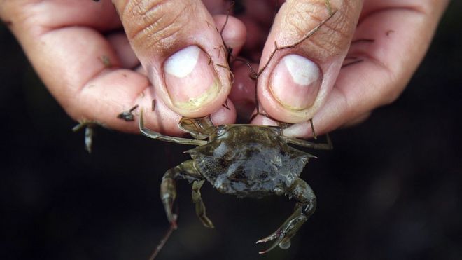 Hand holding a crab