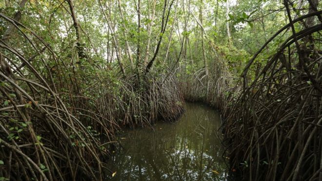 Mangroves, Sri Lanka (Image: Seacology)