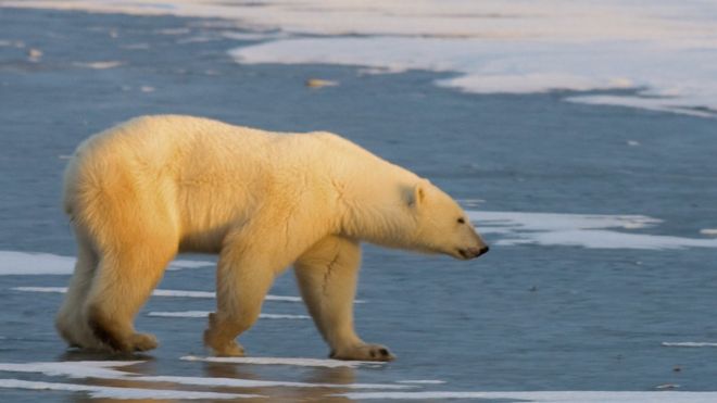 File image of a polar bear