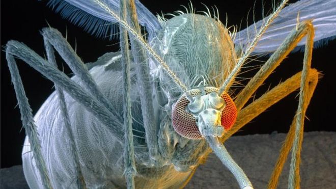 Coloured Scanning Electron Micrograph (SEM) of a female yellow fever mosquito Aedes aegypti.