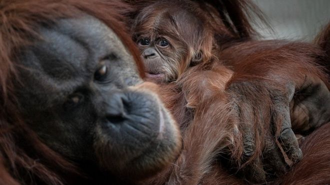Baby orangutan clings to its mum