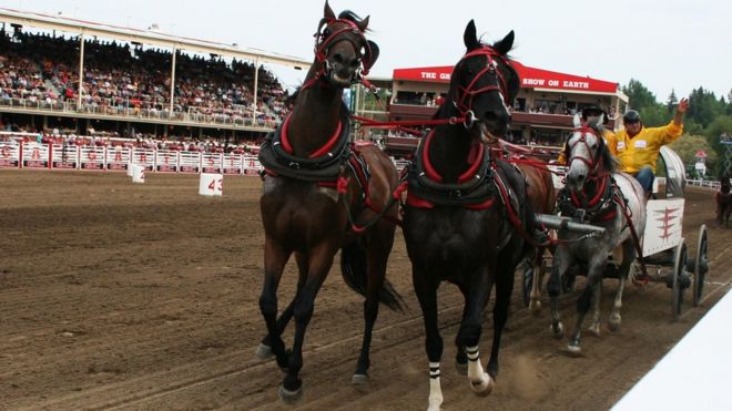 Chuckwagon races