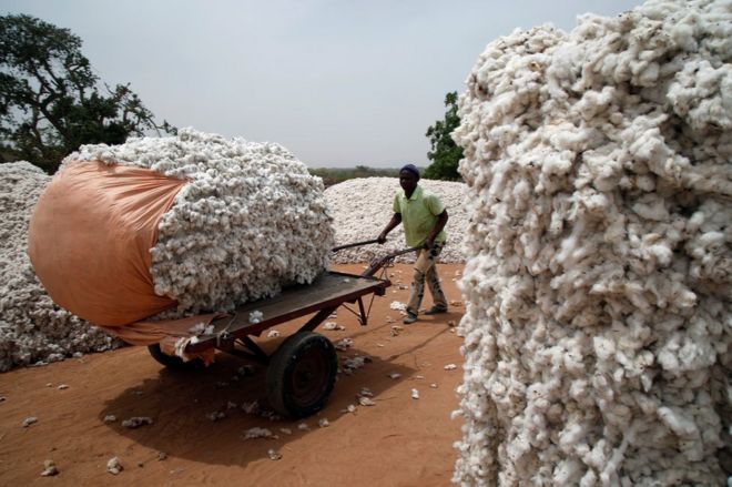 A farmer carries cotton on a cart at a cotton market in Soungalodaga, a village near Bobo-Dioulasso, Burkina Faso March 8, 2017.