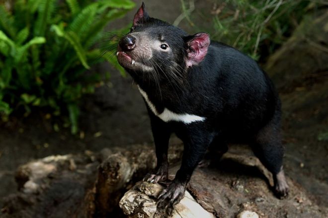 A Tasmanian devil inside its enclosure at the San Diego Zoo, California, in 2015