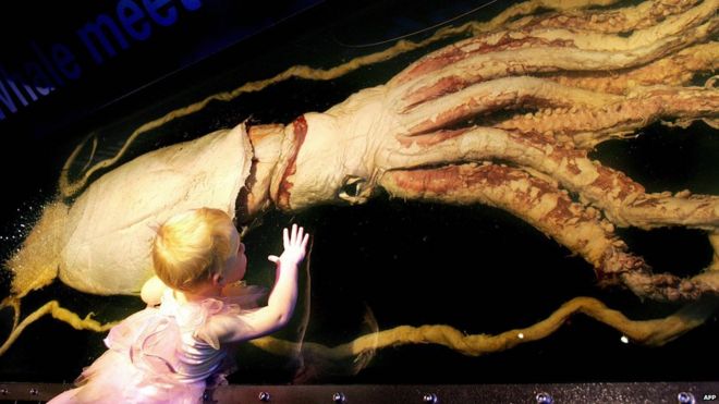 Child looking at a giant squid in a museum