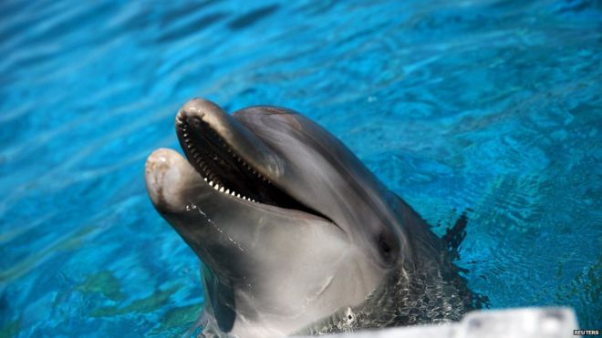 A dolphin is pictured during a hot summer day at a zoo in Spata near Athens, Greece (16 July 2015)