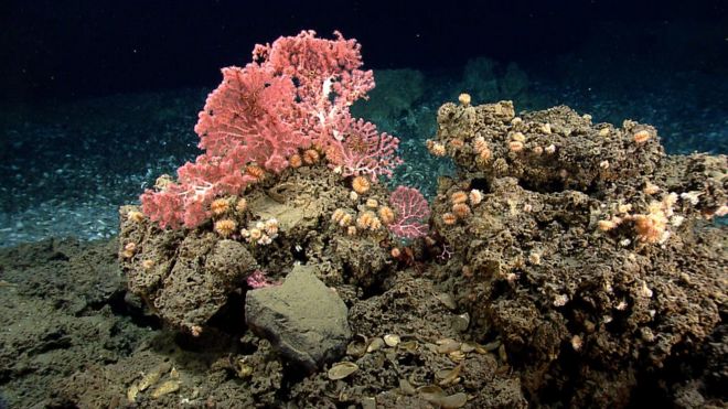 A photo of pink deep sea coral formation