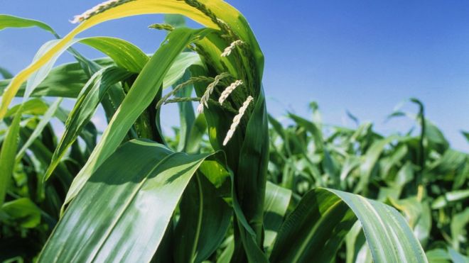 Maize plant (Image: Science Photo Library)