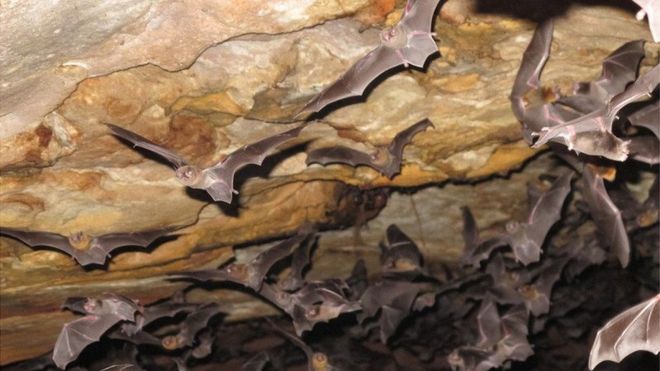 Morcego-vampiro-de-perna-peluda