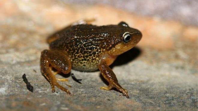 Handout pictured released in Bogota by the Humboldt Institute of a Pristimantis macrummendozai frog. A terrestrial frog with yellow eyebrows that lives in Colombia"s East Andes was identified as a new species by the Humboldt Institute researchers, reported the entity on March 8, 2016.