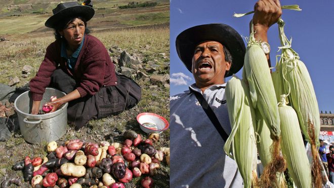 Mujer peruana con papas y hombre mexicano con maíz