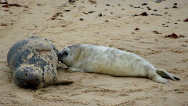 Seals at Horsey, Norfolk