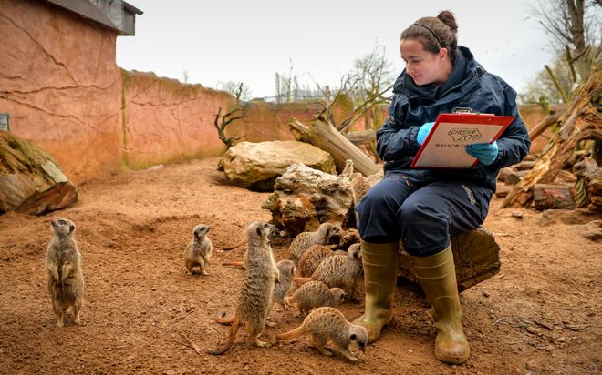 Φύλακας Σαμ Greenhill μετράει τον όχλο των Meerkats στο Chester Zoo