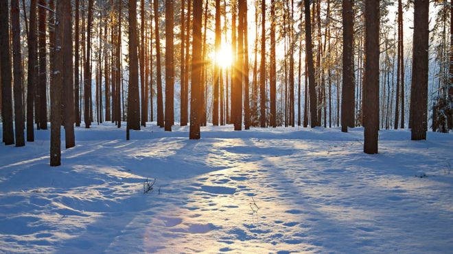 Winter sun through the trees